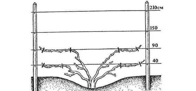 Как подвязывать виноград схема