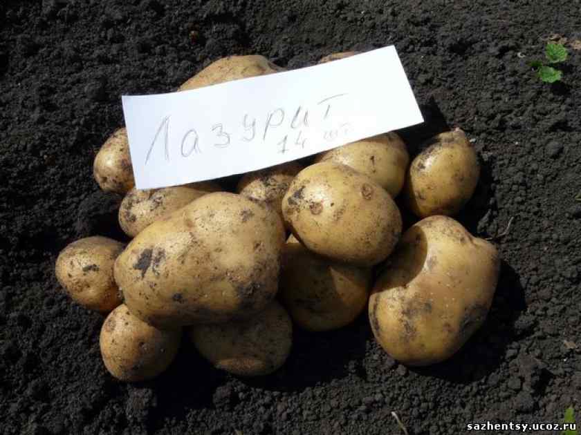 8 сортов картофеля и селекция картошки в белоруссии