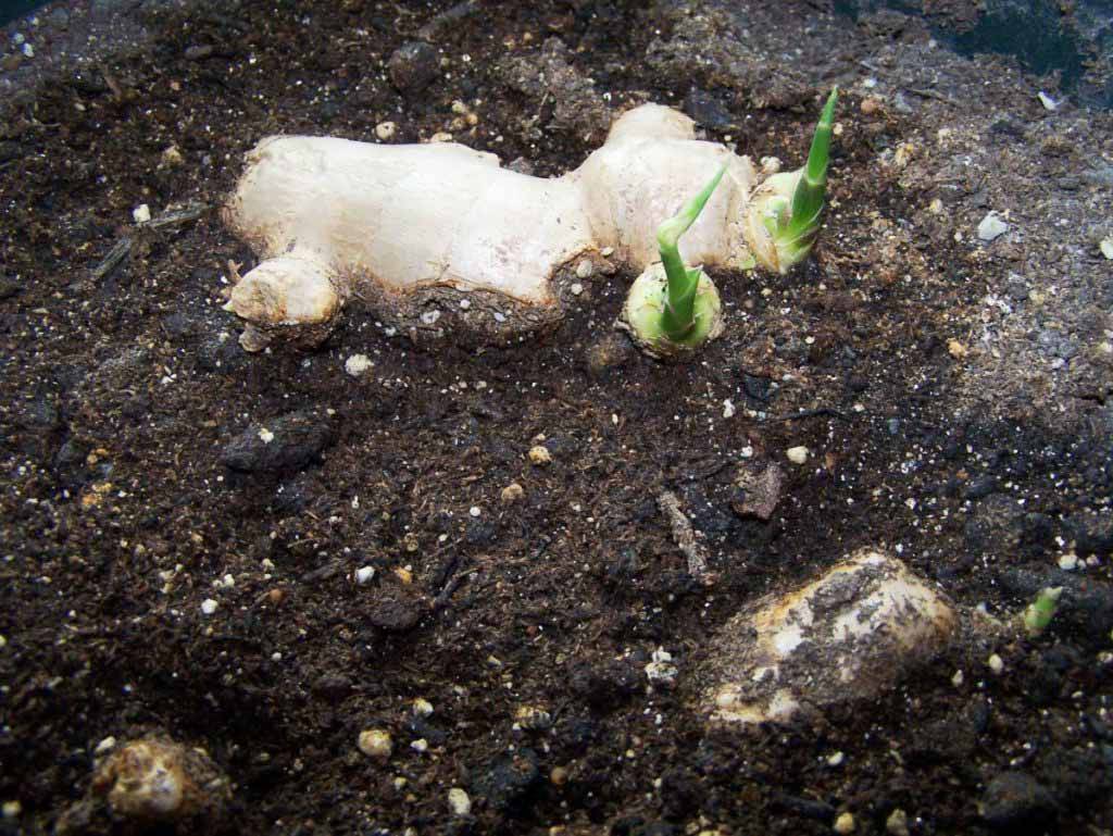 Выращивание имбиря в средней полосе, посадка имбиря и уход в саду | мир садоводства