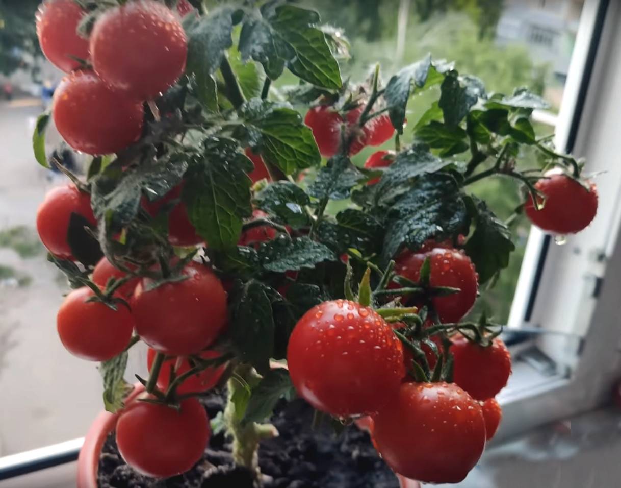 Выберите неприхотливый томат роткэппхен (красная шапочка) для своего участка