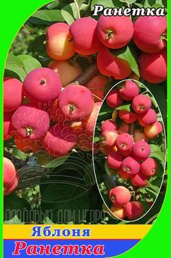 Раннелетняя яблоня малиновка (суйслепское): описание, фото