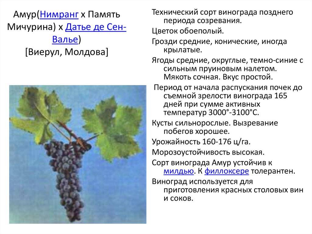 Виноград «ландыш» — особенности сорта, правила ухода и отзывы