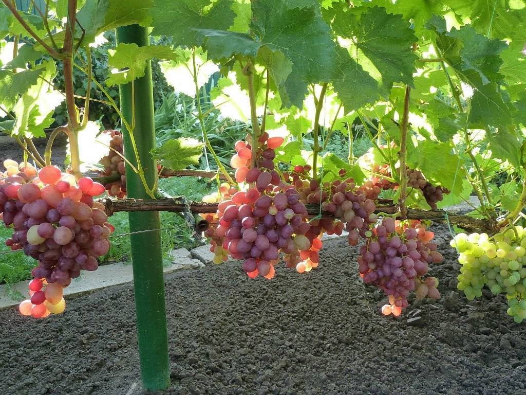 Описание и характеристика винограда сорта Анюта, посадка и уход