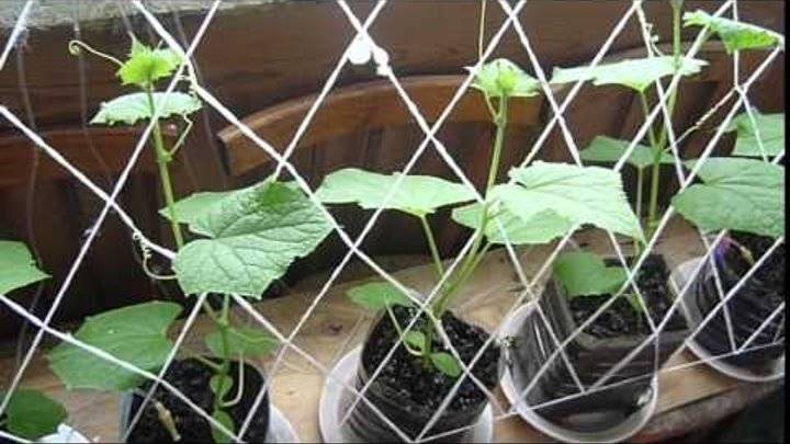 Выращивание огурцов в горшках на балконе для начинающих пошагово с фото