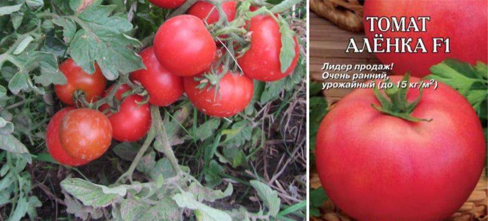 Фото, отзывы, описание, характеристика, урожайность сорта помидора «аленка».