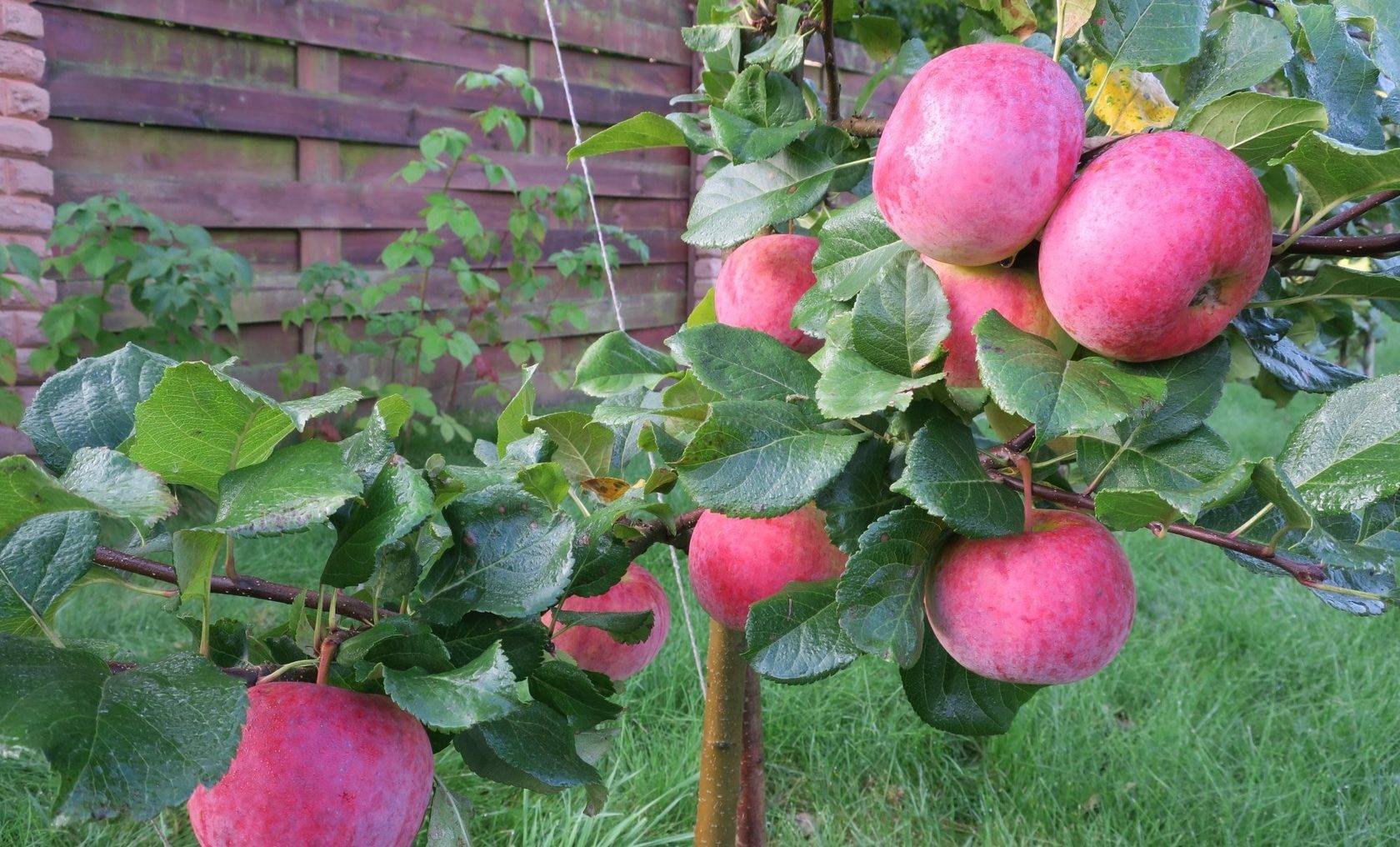 Яблоня ауксис: секреты выращивания прихотливого сорта
