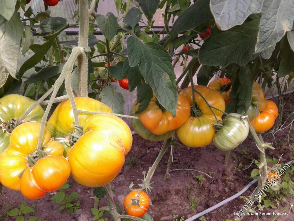 Лучшие сорта индетерминантных томатов
