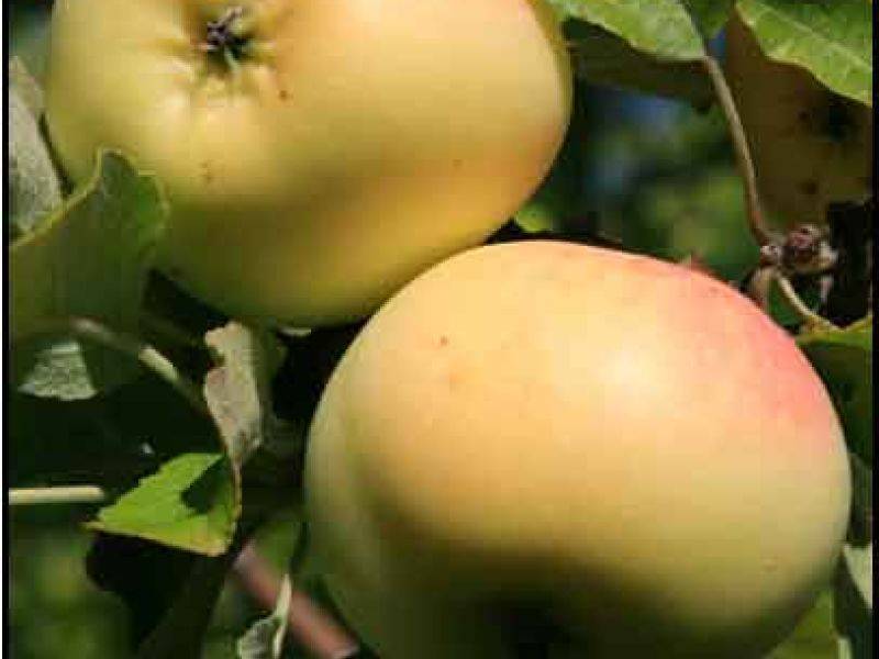 Сорт яблони корей фото и описание сорта