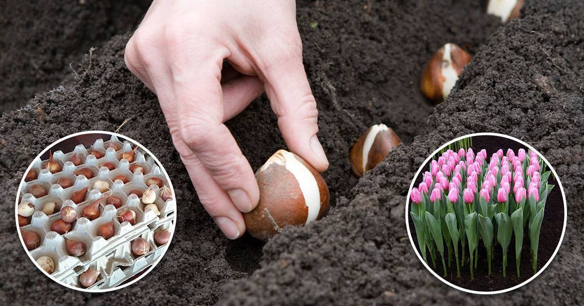Когда и как сажать тюльпаны осенью в открытый грунт