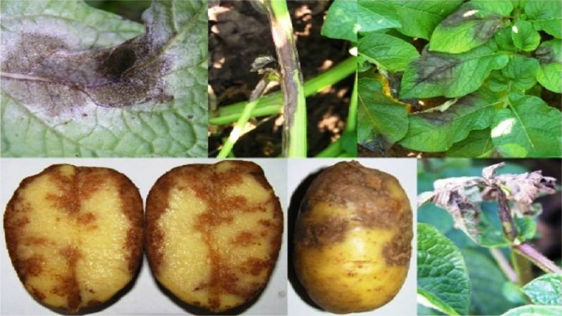Фитофтороз картофеля: описание, лечение, способы борьбы, сорта, устойчивые к фитофторе, профилактика, как защитить, чем обрабатывать