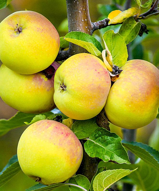 Уральские яблони сорта описание фото