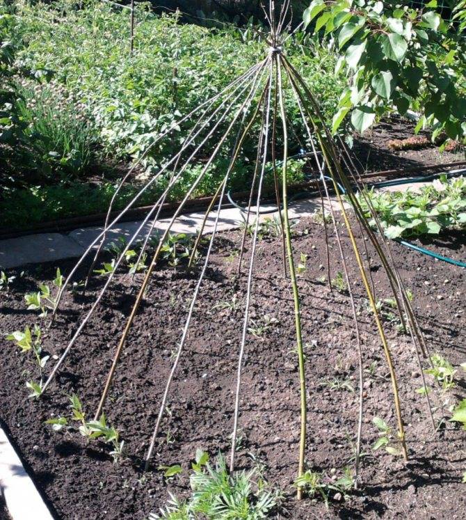Спаржевая фасоль: выращивание и уход в открытом грунте