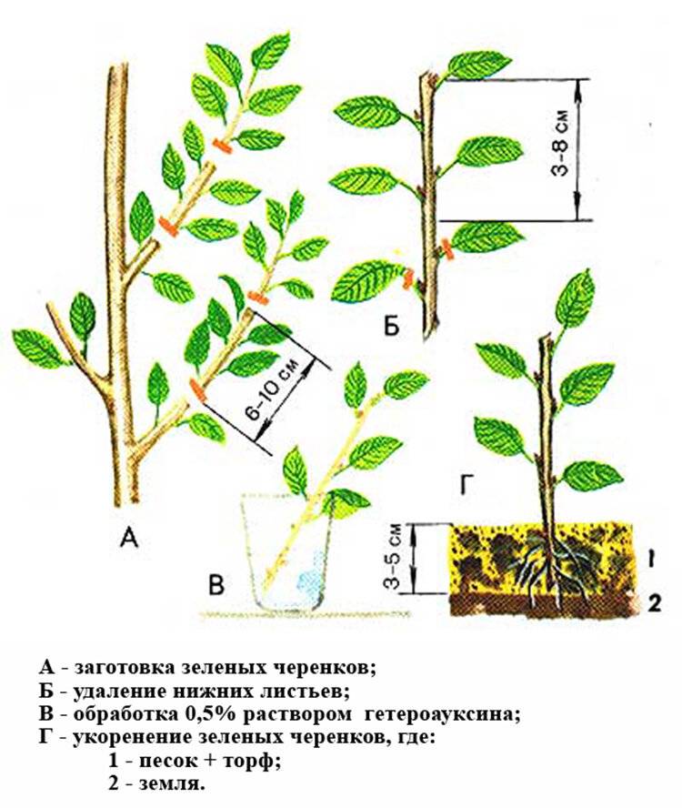Описание и выращивание лучших сортов войлочной вишни, посадка и уход