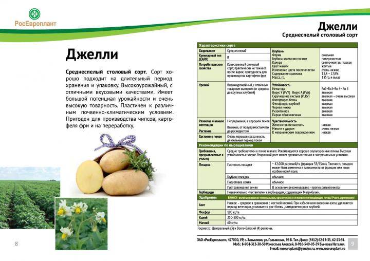 ᐉ картофель "крепыш": описание сорта, фото и главные характеристики - orensad198.ru