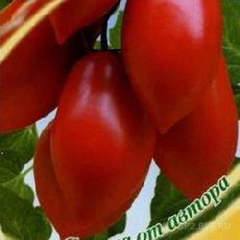 Описание сорта томата перчик, его достоинства и недостатки