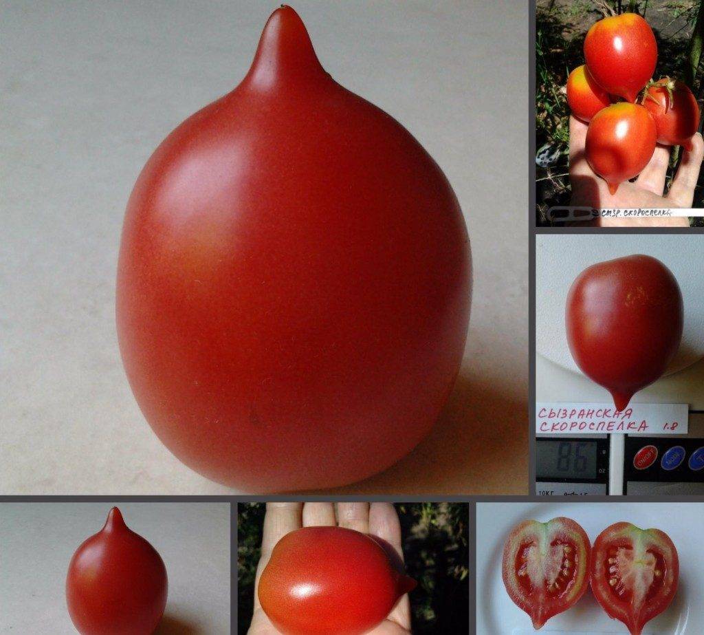 Добиваемся шикарных урожаев вместе с томатом сызранка — описание сорта и отзывы об урожайности