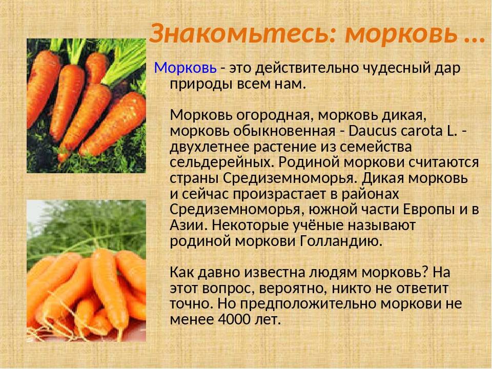 Подробный рецепт выращивания семян моркови в клейстере: два способа приготовления, нюансы подготовки и высадки в грунт