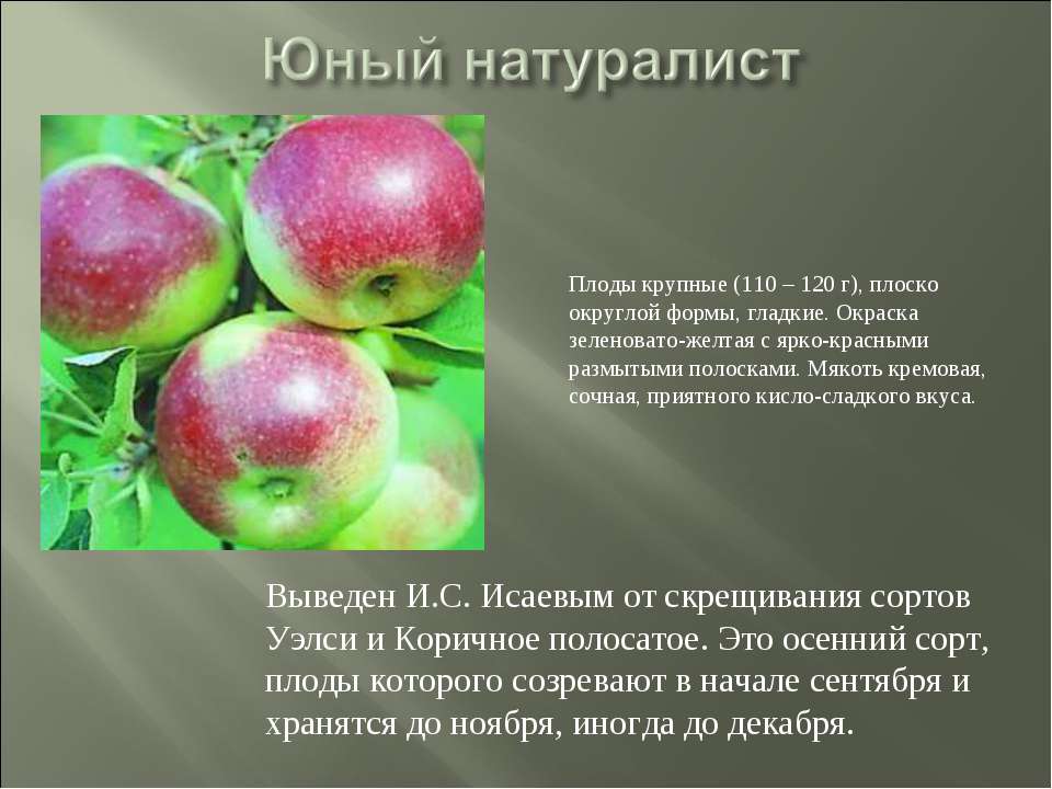 Яблоня имант: подробное описание позднего зимнего сорта яблок, правила выращивания и отзывы садоводов