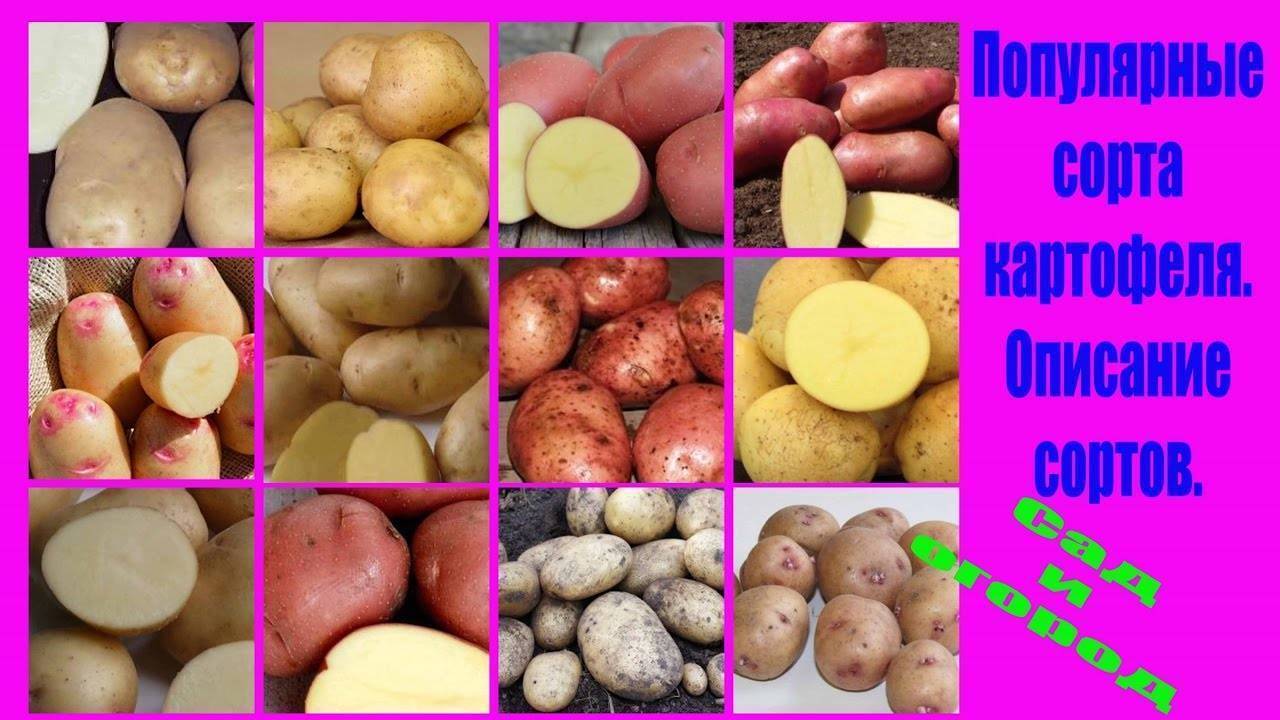 Картофель гала: характеристики, описание, советы огородникам!