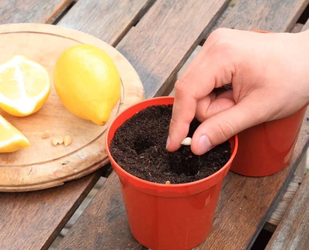 Как посадить лимон в домашних условиях из косточки, выращивание лимонного дерева в горшке, правила и советы