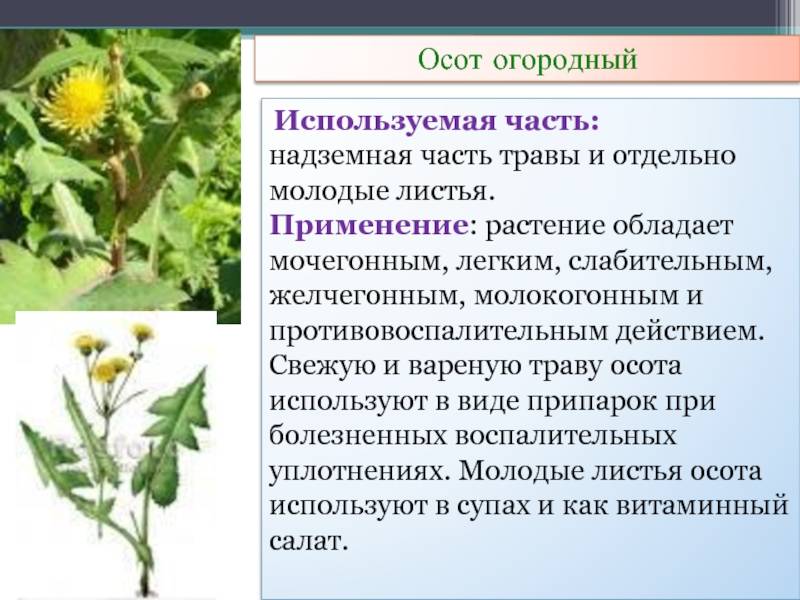 Осот - не сорняк, а полезное средство: характеристика, полезные свойства, использование как средства народной медицины и в кулинарии