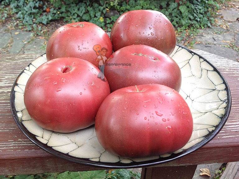 38 сортов томатов черри – описание с фото | огородникам инфо