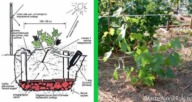 Выращивание винограда на урале: посадка и уход, обрезка, подготовка к зиме