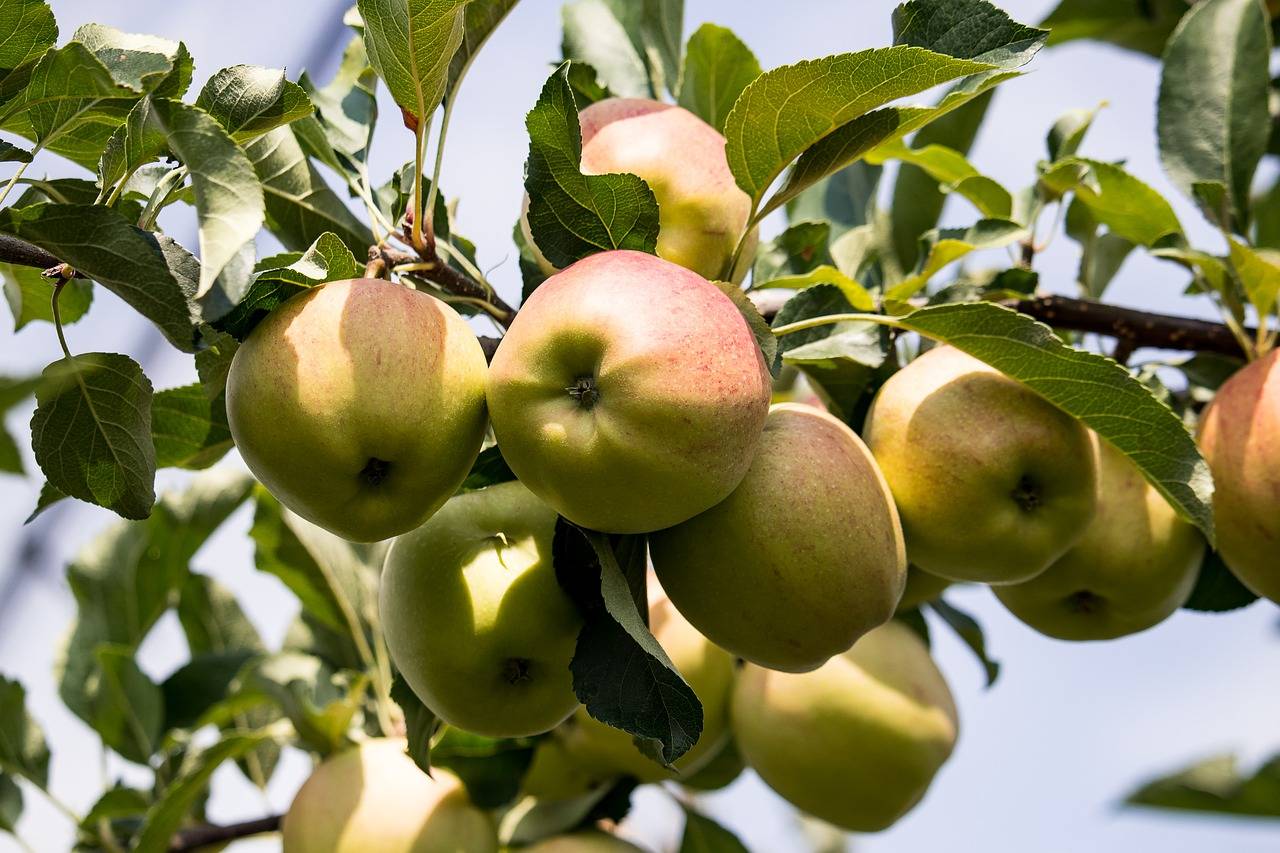 Описание сорта яблони джеромини: фото яблок, важные характеристики, урожайность с дерева