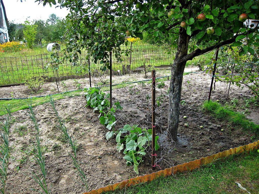 Что сажают садоводы рядом с яблоней
