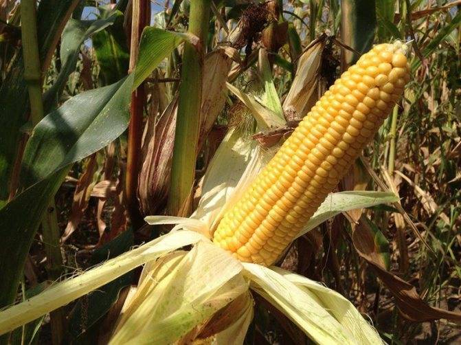 Лучшие сорта кукурузы: характеристика и особенности :: syl.ru
