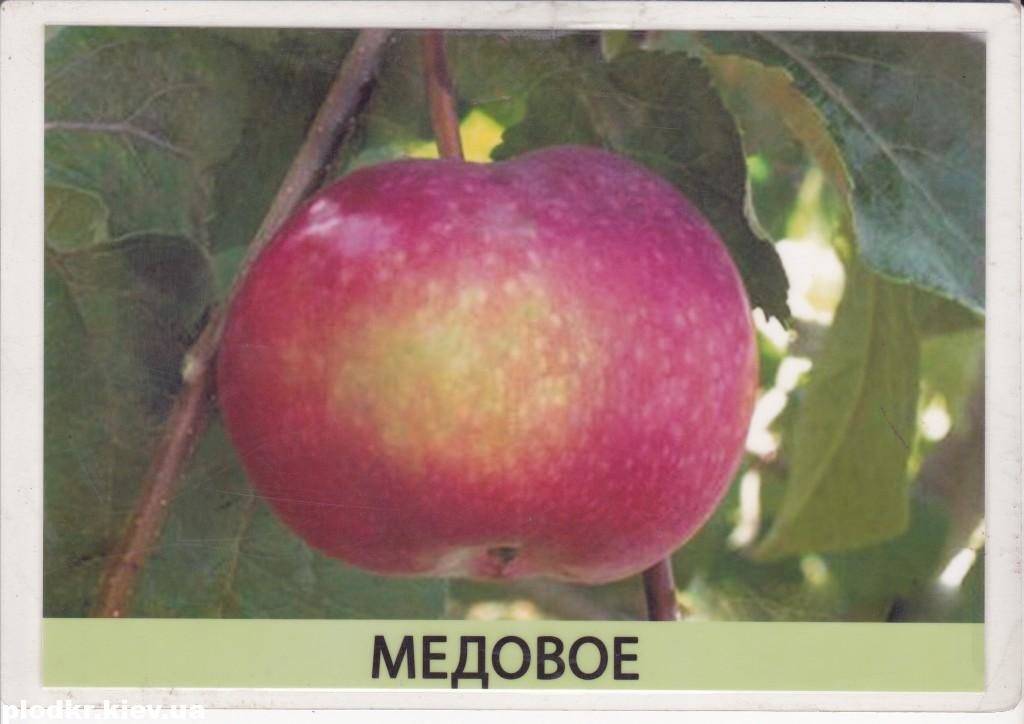 Описание сорта яблони моди: фото яблок, важные характеристики, урожайность с дерева