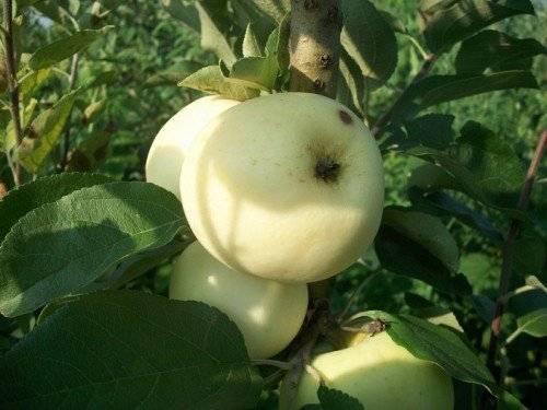 Описание сорта яблони папировка: фото яблок, важные характеристики, урожайность с дерева