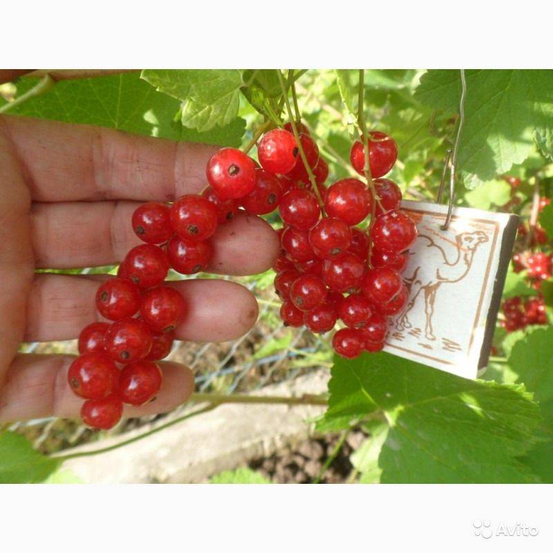 Смородина красная джонкер ван тетс: описание сорта, выращивание и уход с фото