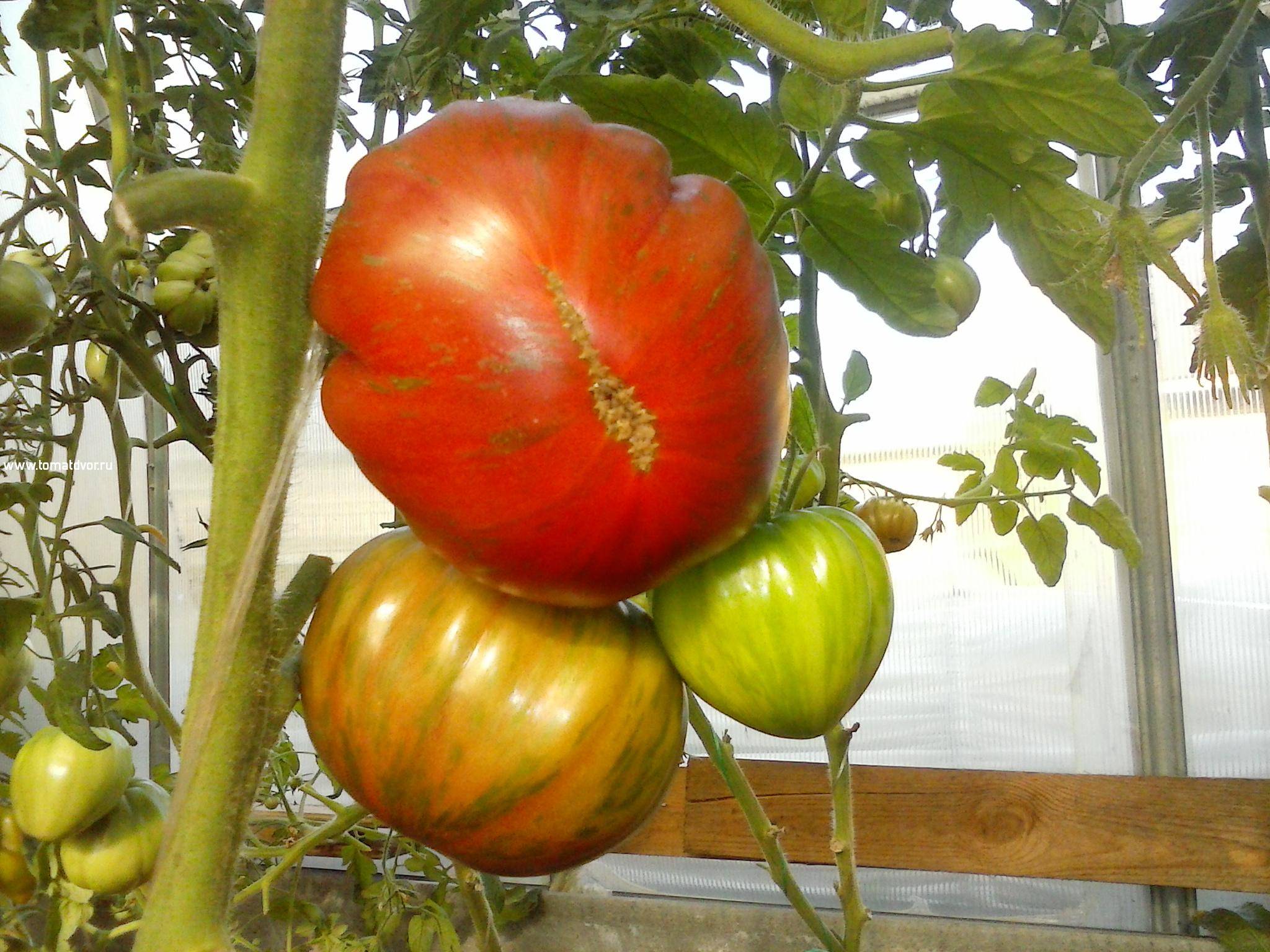 ✅ томат беркли тай дай хаат описание сорта - питомник46.рф
