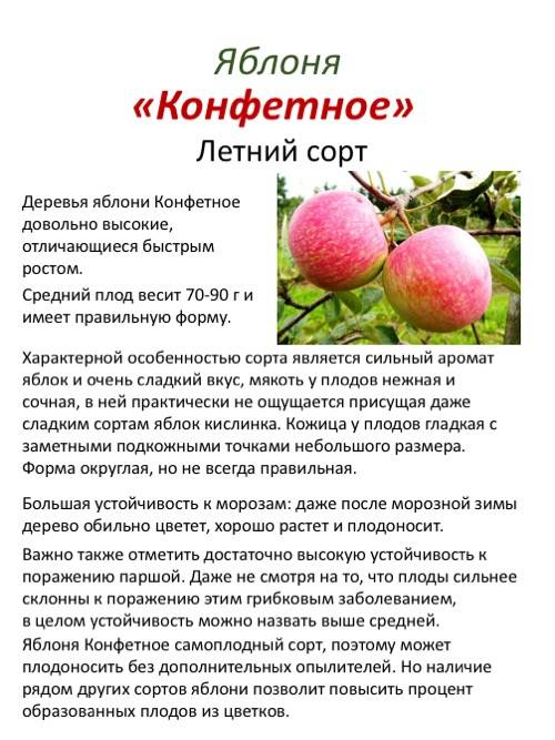 О яблоне ауксис: описание сорта, характеристики, агротехника, выращивание