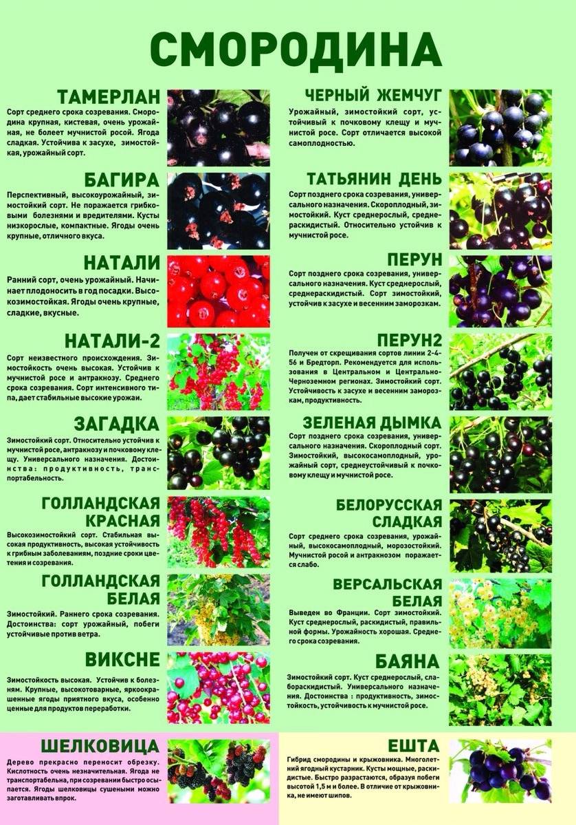Груша перун: описание сорта и фото плодов, характеристики и особенности выращивания selo.guru — интернет портал о сельском хозяйстве