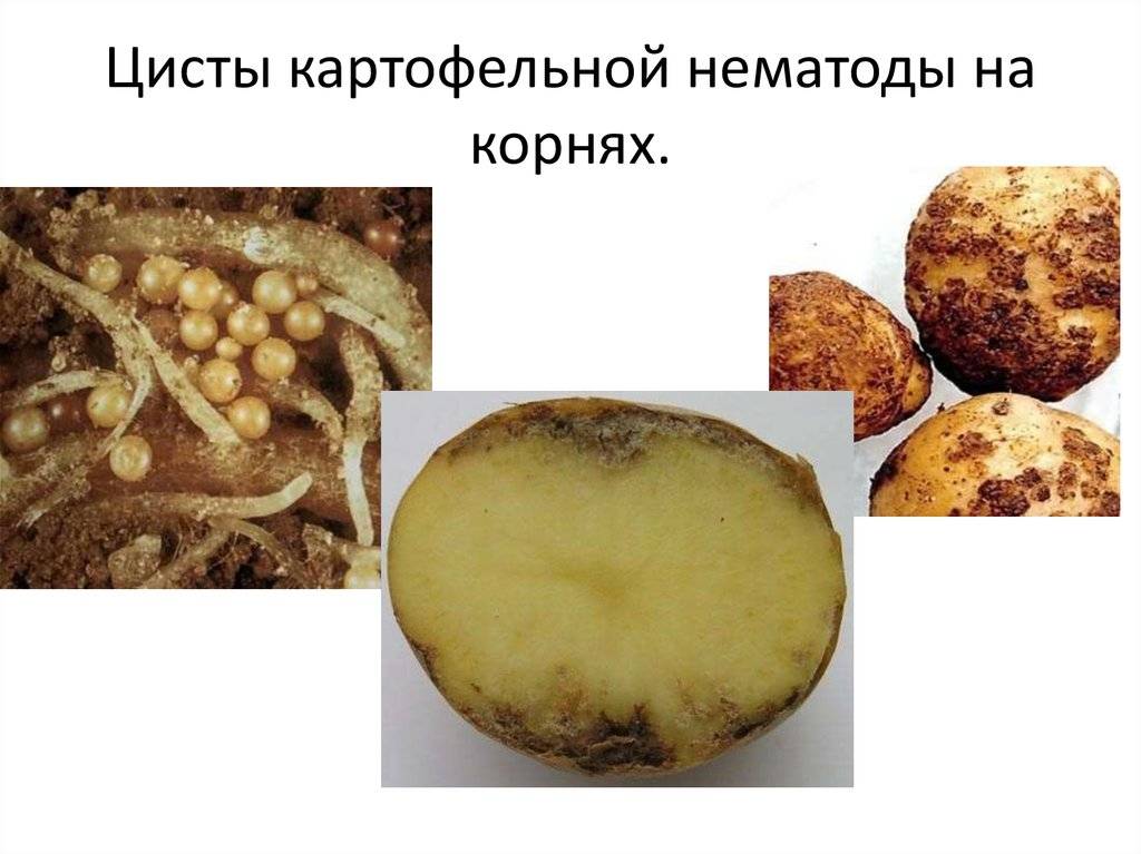 Нематода картофеля: как бороться, признаки, описание и лечение с фото