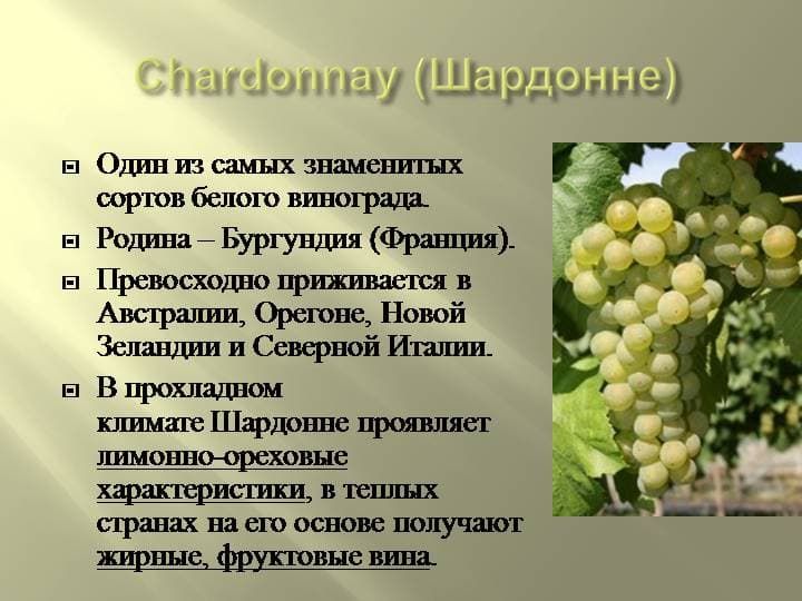 Описание и характеристики сорта винограда шардоне, зимоустойчивость и требования к выращиванию