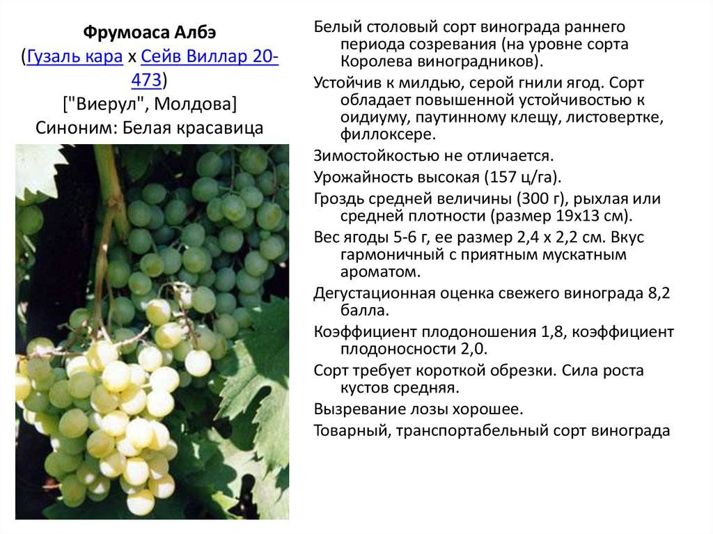 Сорт винограда сенатор от павловского и бурдака