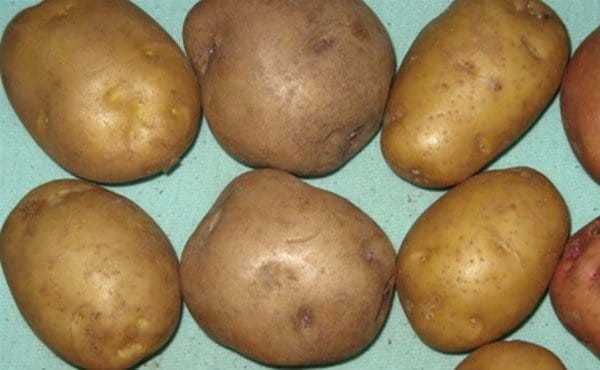 Характеристика, описание, урожайность, отзывы и фото сорта картофеля «крепыш»