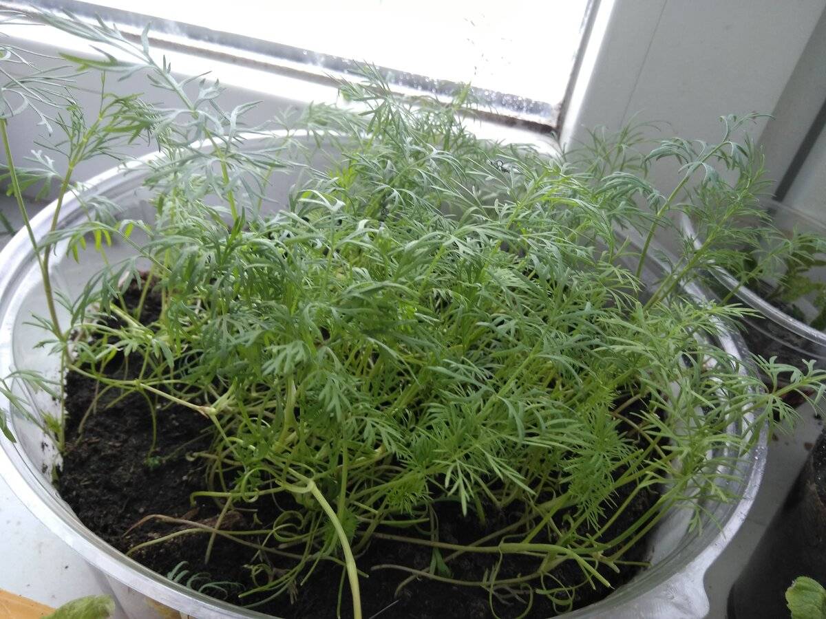 Выращивание укропа на подоконнике: как вырастить, когда сеять, уход