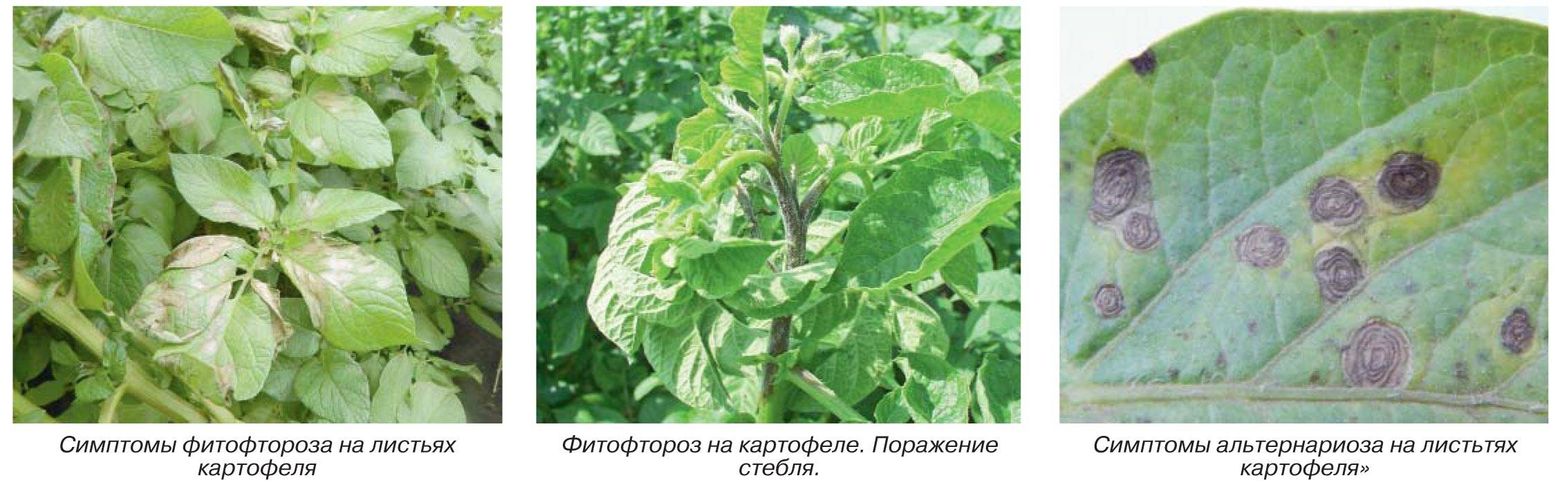 Заболевания картошки | садоводство24