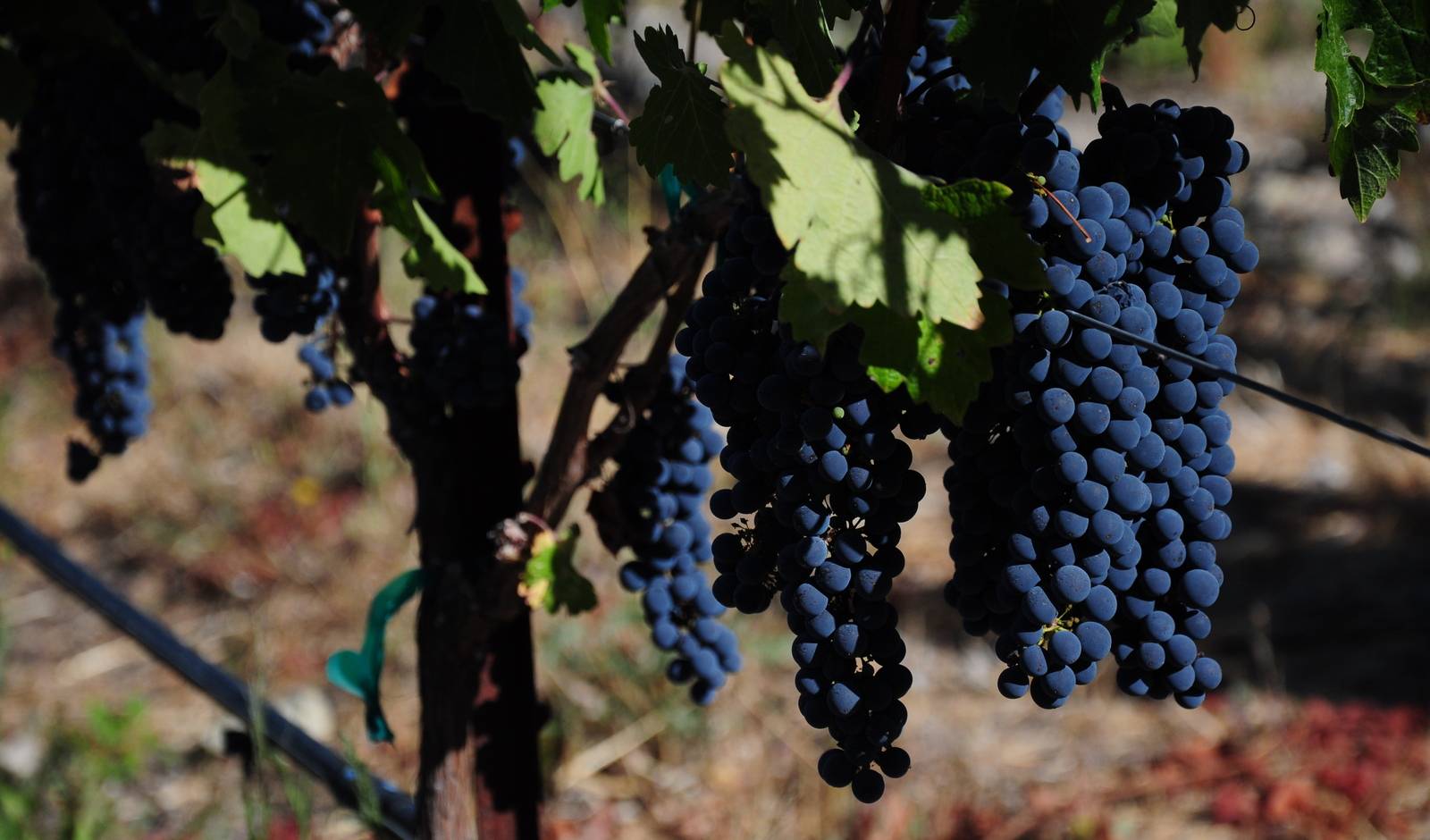 Сорт винограда каберне северный фото и описание