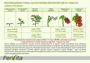 Схема подкормок томатов в теплице на весь сезон