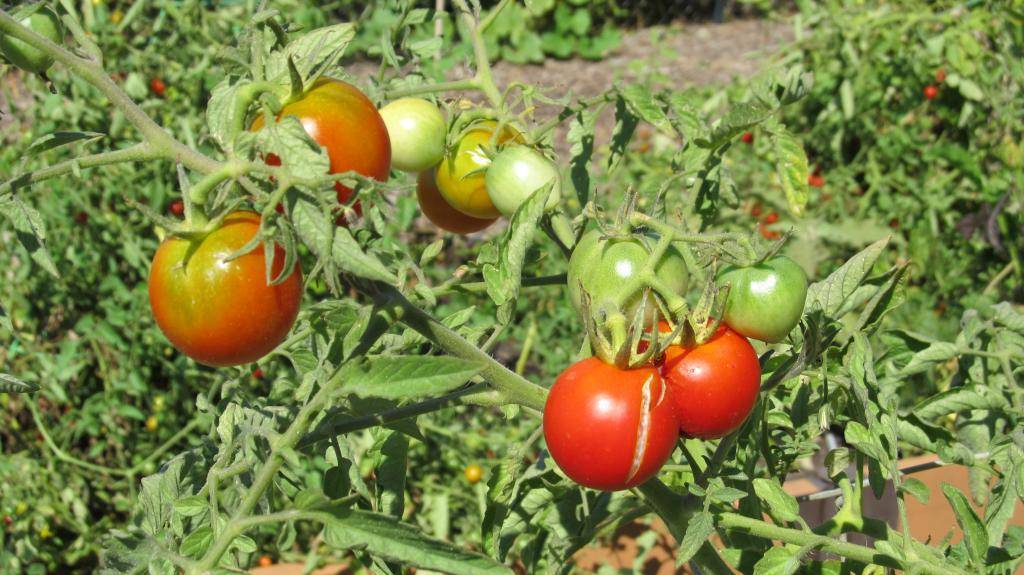 Супердетерминантные сорта помидор для открытого грунта и теплиц