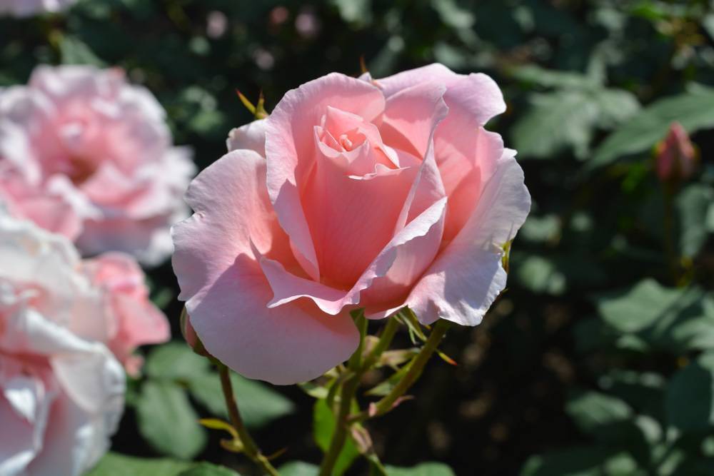 Розы грандифлора, сорта, фото, уход и размножение. когда сажать розы весной и как это сделать