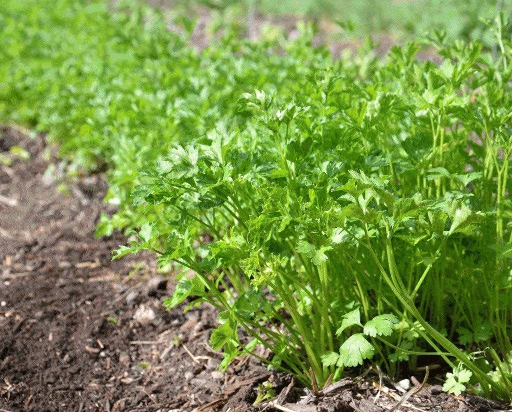 Петрушка — выращивание из семян и уход в открытом грунте. когда сажать петрушку в 2019 году на рассаду