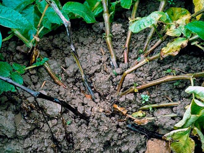 Черная ножка на огурцах: на рассаде и взрослых растениях, как бороться и что делать с заболеванием, описание с фото