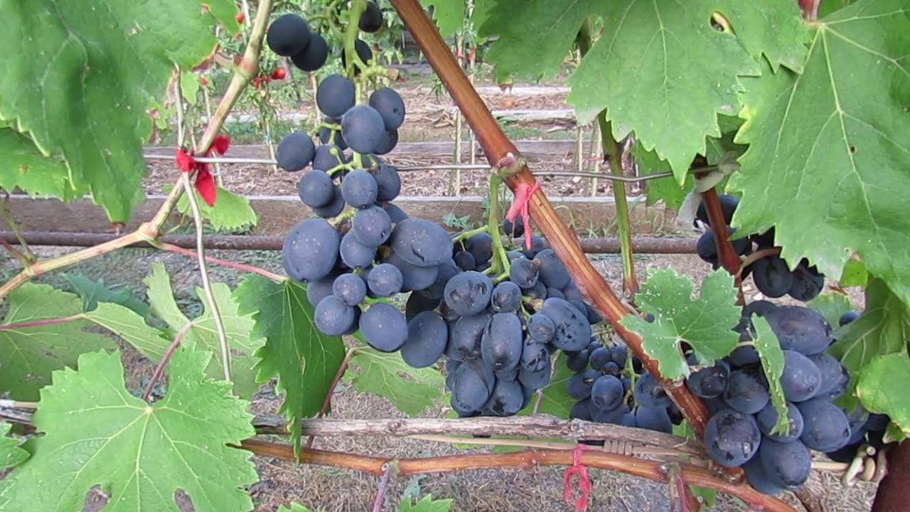 Виноград "фуршетный": описание внешнего вида сорта и фото, посадка и уход за виноградом, укрытие на зиму