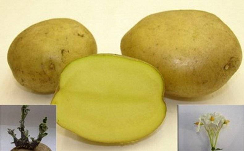 Сорт картофеля метеор характеристика отзывы фото кто сажал